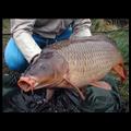 carpona